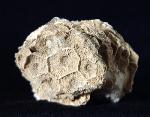 Acroycathus foliformis ORBIGNY 1849 - Bild © FossNet FossilienStore